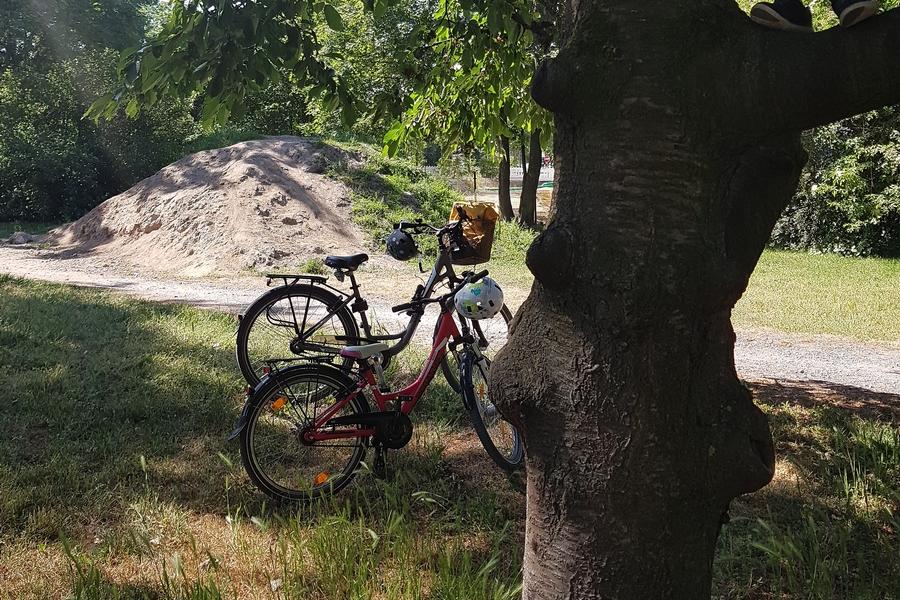 Fahrräder angelehnt an einen Baum