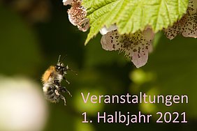 Programm 1. Halbjahr 2021 Biologische Station