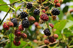 Brombeeren