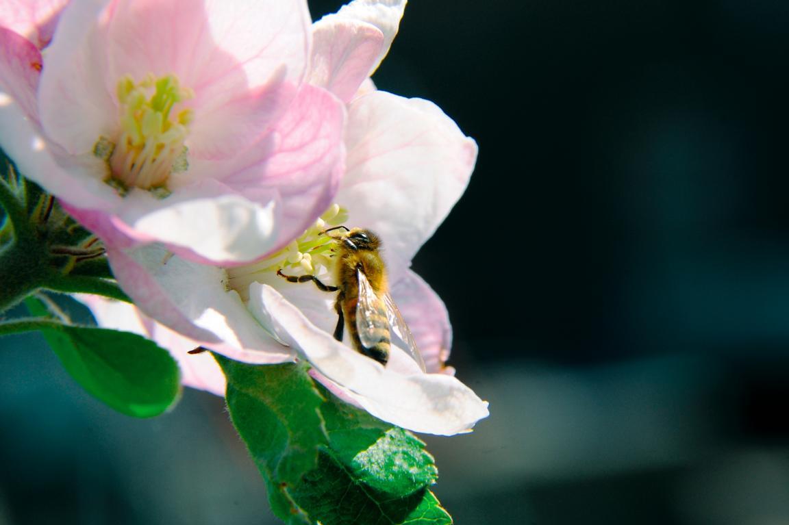 Wildbienen, Bienen, Wespen und Hornissen – keine Angst vor dicken Brummern
