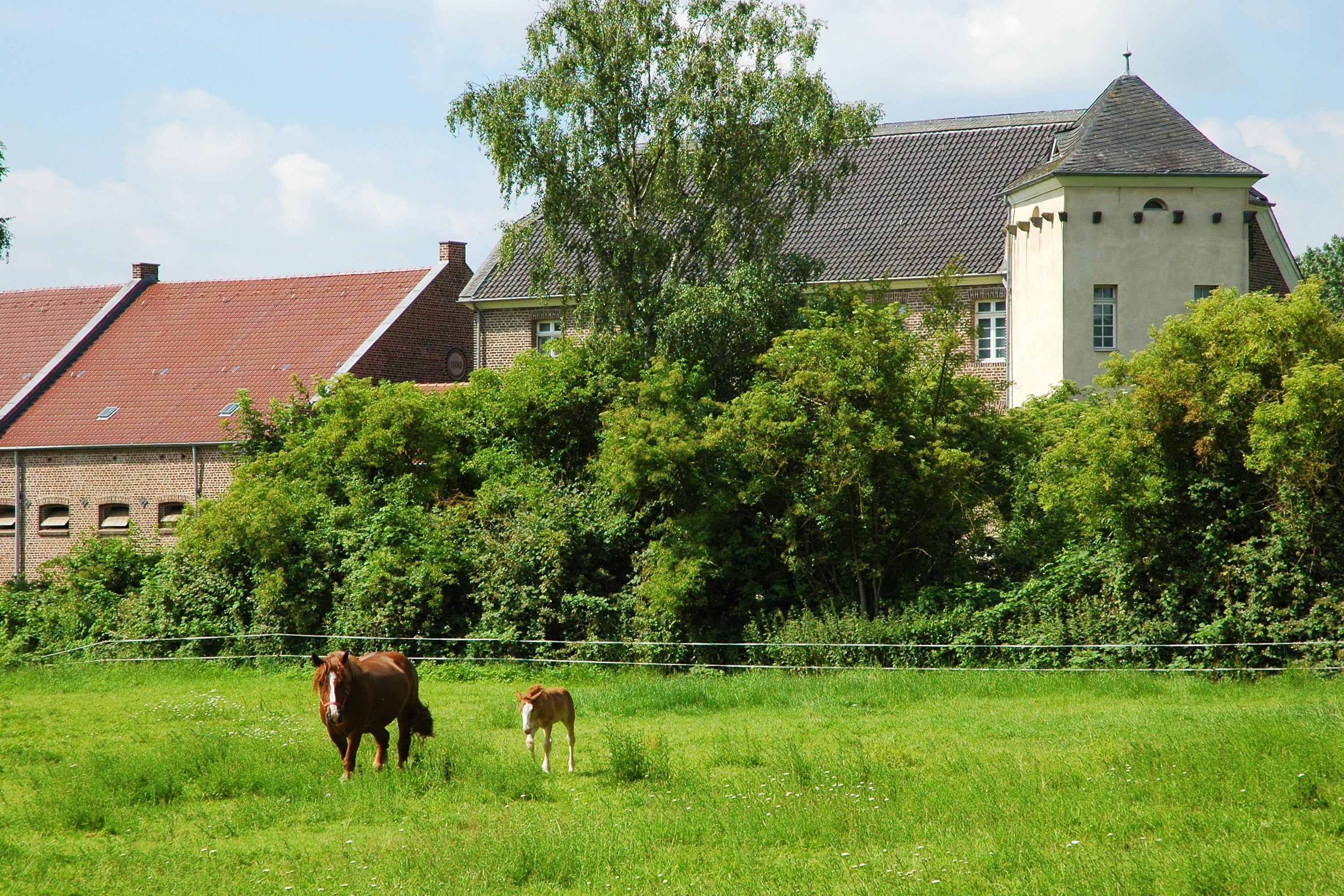 Kaltblutpferde auf der Weide vor Haus Bürgel