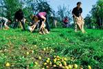 Ehrenamtliche Helfer sammeln Äpfel auf der Obstwiese
